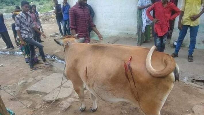 cows cut in Ambur cows cut in Ambur