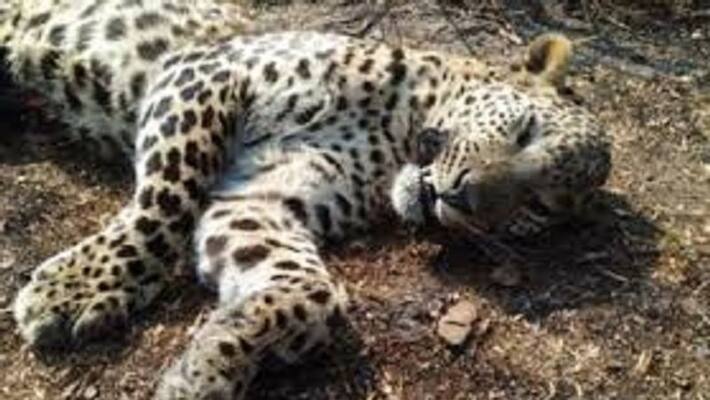 Cheetah Found dead in Mandya Cheetah Found dead in Mandya