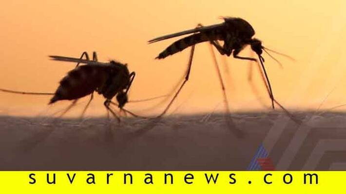 Excessive Mosquito in Od Bidar City Excessive Mosquito in Od Bidar City