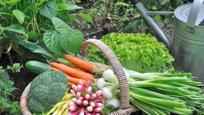Gardening made mandatory in Tumkur Gardening made mandatory in Tumkur