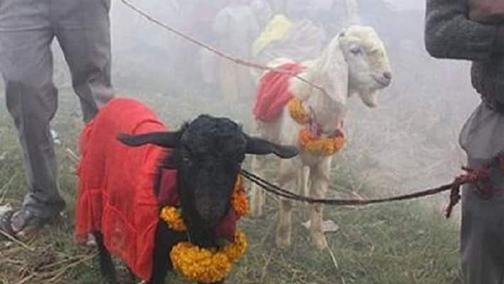 animal sacrifice Prohibited in Mangalore animal sacrifice Prohibited in Mangalore