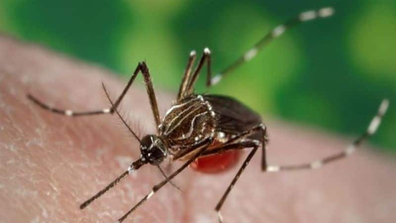 6 interesting facts about vector borne diseases