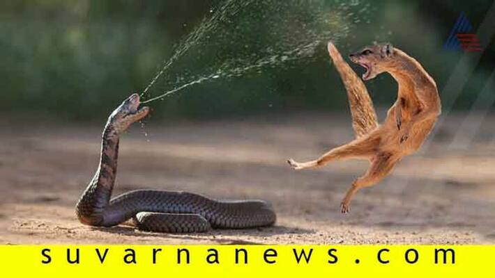 11 Awesome facts about King Cobra 11 Awesome facts about King Cobra