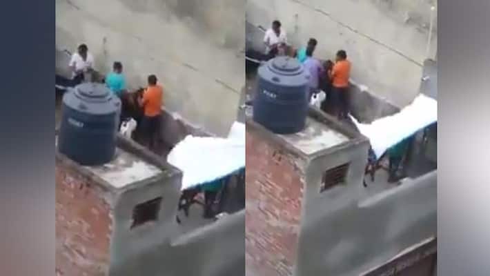 Video of People forcing goats drink beer before eid goes viral Video of People forcing goats drink beer before eid goes viral