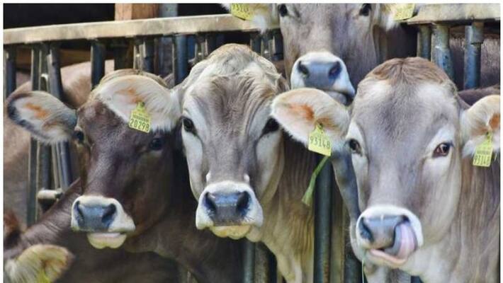 dozens cow found dead in gaushala run by BJP leader dozens cow found dead in gaushala run by BJP leader