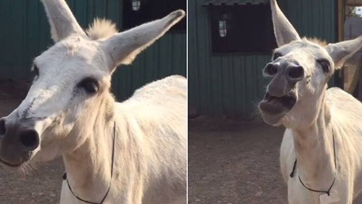 Pune singer donkey Emily video goes viral Pune singer donkey Emily video goes viral