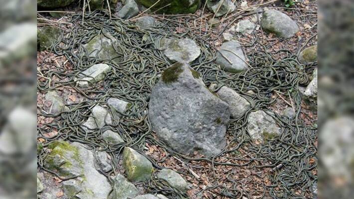 70 thousand snakes visit Canada narcisse snake dens together every year 70 thousand snakes visit Canada narcisse snake dens together every year
