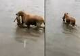 Karnataka floods Dog saves puppy from drowning video goes viral
