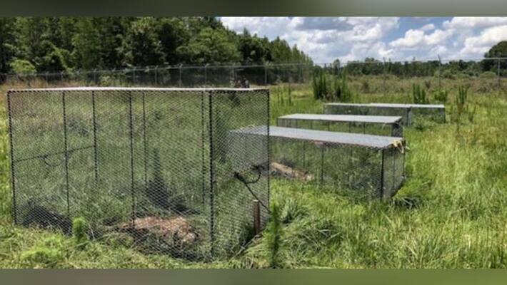 dead bodies left in fields for study in florida for body farming dead bodies left in fields for study in florida for body farming