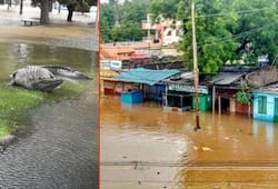 Crocodiles in floodwaters: Trying to catch deadly creatures might leave you handicapped; heres what you need to do