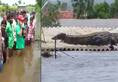 Karnataka floods: Crocodile found resting atop house in Belagavi; video goes viral