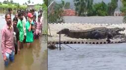 Karnataka floods: Crocodile found resting atop house in Belagavi; video goes viral