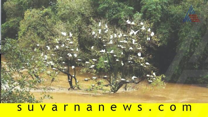 Karnataka Floods Shimoga Mandagadde Bird Sanctuary Ruins Karnataka Floods Shimoga Mandagadde Bird Sanctuary Ruins