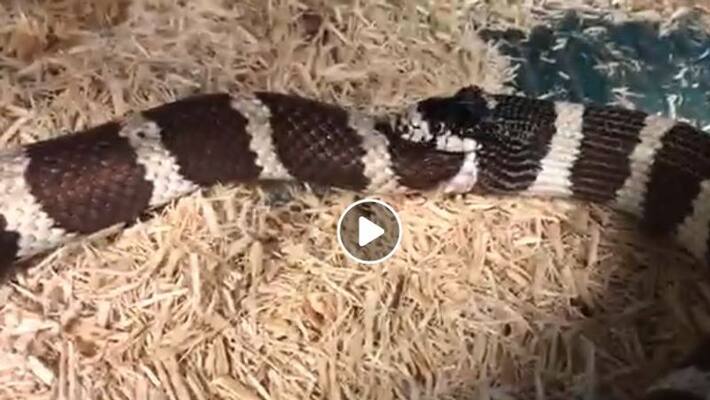Hungry snake tries to eat itself rescued by reptile park worker Video goes Viral Hungry snake tries to eat itself rescued by reptile park worker Video goes Viral