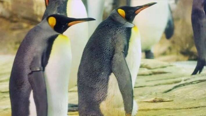 male penguin couple did something to become a father male penguin couple did something to become a father