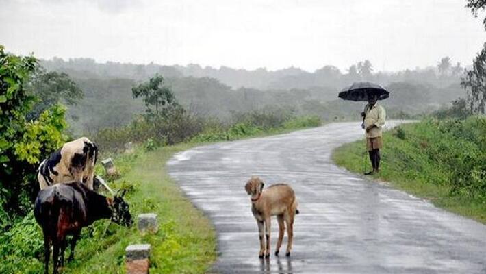 Rain decreases in Chikkamgaluru Rain decreases in Chikkamgaluru