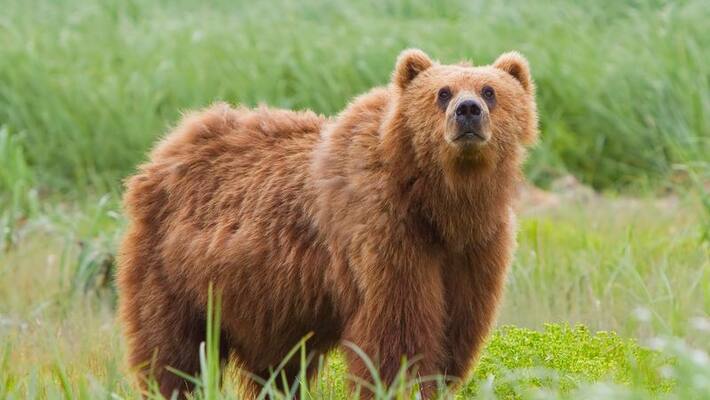 When police came into action due to a movement of a bear, heavy loss occurred When police came into action due to a movement of a bear, heavy loss occurred