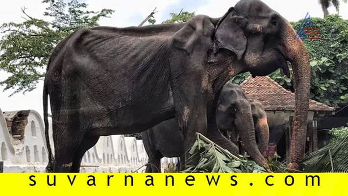 70 Year Old Bony Elephant Was Paraded In Sri Lanka She Later Collapsed 70 Year Old Bony Elephant Was Paraded In Sri Lanka She Later Collapsed
