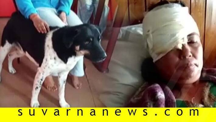 Dog saves human from leopard in Darjeeling impresses people Dog saves human from leopard in Darjeeling impresses people
