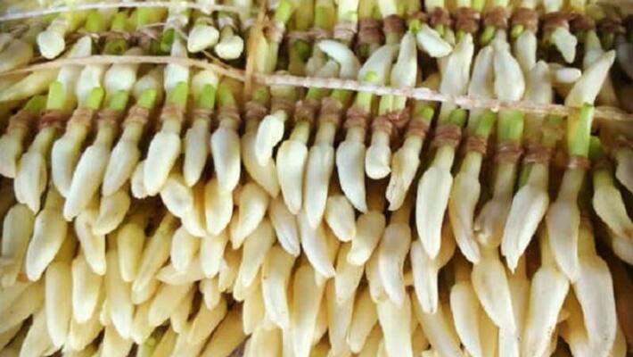 In Udupi Shankarapur Jasmine price hits a records high In Udupi Shankarapur Jasmine price hits a records high