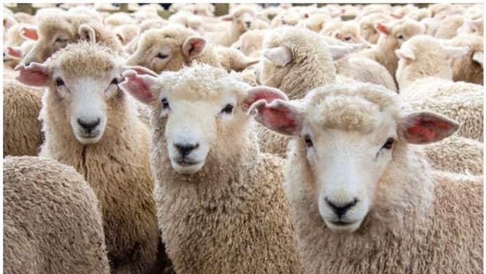 a man gives away his wife in return for 71 sheeps a man gives away his wife in return for 71 sheeps