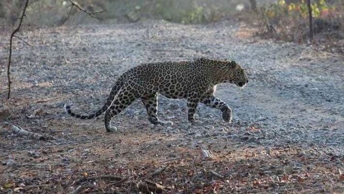 Sleeping Leopard A heartbreaking incident. !! How did that happen? Sleeping Leopard A heartbreaking incident. !! How did that happen?