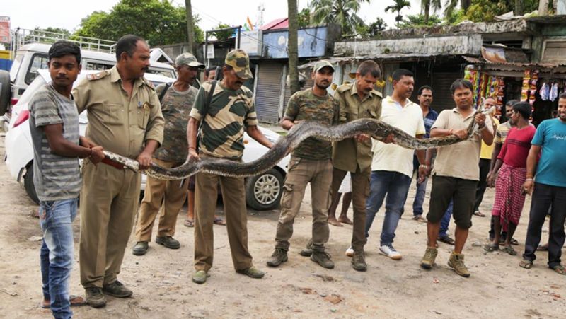 14.4-feet long python was rescued today at assam