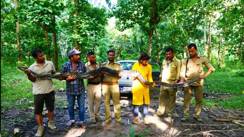14.4-feet long python was rescued today at assam