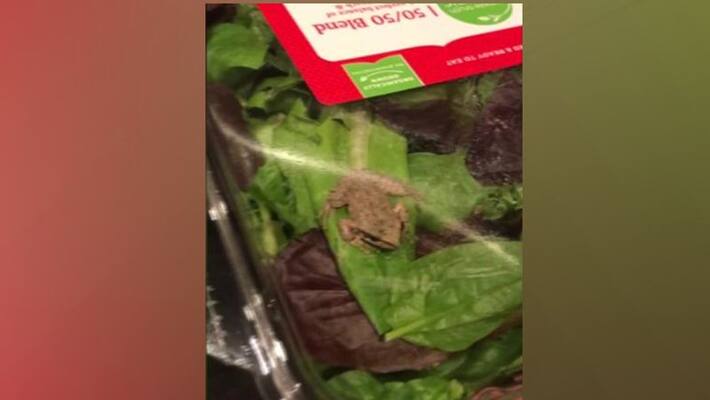 When the frog found alive in store-bought salad and disappeared overnight When the frog found alive in store-bought salad and disappeared overnight