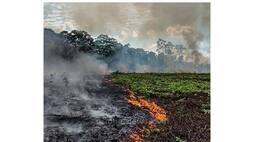 amazon forest caught fire