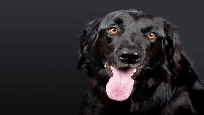 15 minutes after the owner's death, the dog mourned also died 15 minutes after the owner's death, the dog mourned also died