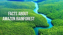 Amazon Rainforest fire: 11 facts about the beautiful forest you should know
