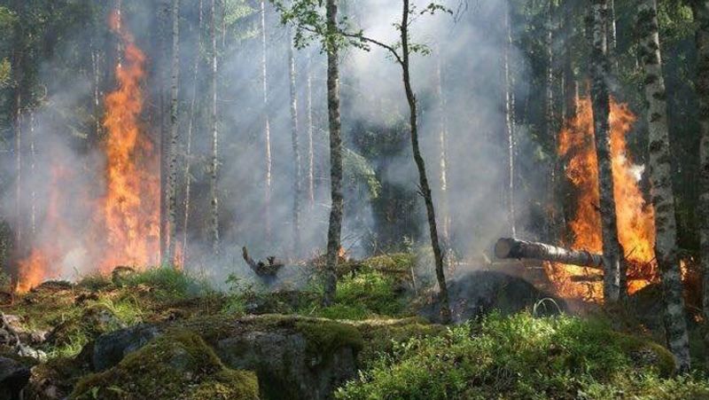 NASA's share of world's largest forest burning for two weeks amid 2700 KM winds