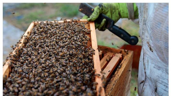 Excise Department Constable Dies due to Honey Bees Attack at Ankola in Uttara Kannada grg Excise Department Constable Dies due to Honey Bees Attack at Ankola in Uttara Kannada grg