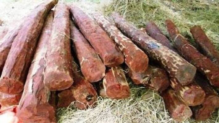 red sandalwood seized in mangalore worth rupees 2 crore red sandalwood seized in mangalore worth rupees 2 crore