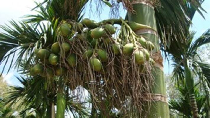diseases infects Arecunut in Shivamogga diseases infects Arecunut in Shivamogga
