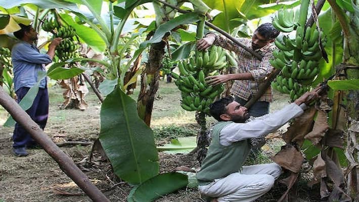 Banana cultivation can be done in the village with less capital, good profit Banana cultivation can be done in the village with less capital, good profit