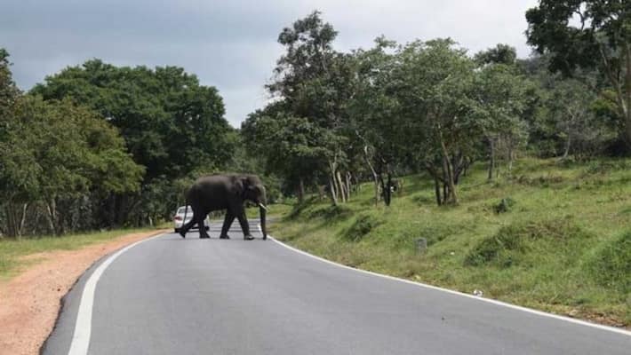 Kerala CM Pinarayi bats for elevated wayanad Mysore highway over Bandipur Tiger Park Kerala CM Pinarayi bats for elevated wayanad Mysore highway over Bandipur Tiger Park