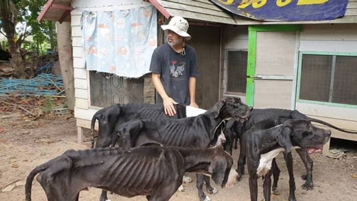 13 great danes found malnourished after owner left them to die 13 great danes found malnourished after owner left them to die