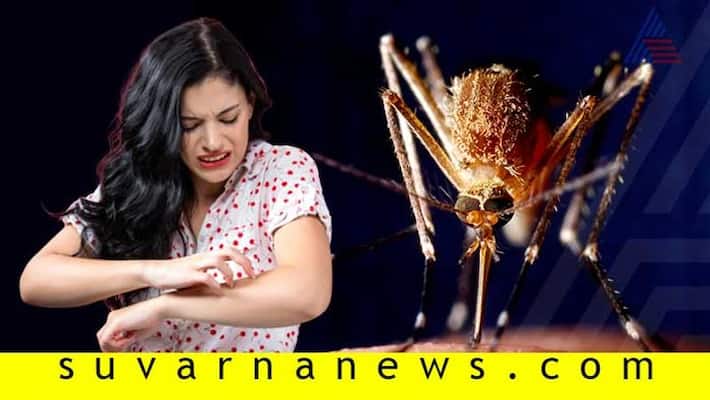 The four types of Dengue if is important you to know The four types of Dengue if is important you to know