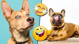 International Dog Day: Canines caught in reaction by hoomans