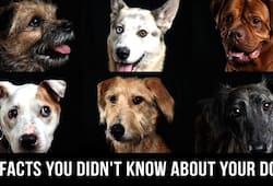 International Dog Day Facts you may not know about man best friend