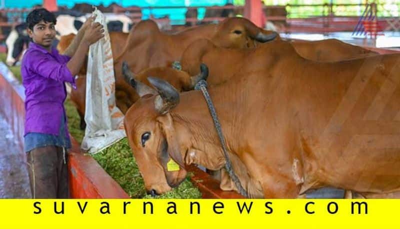 Karkala based farmer Ramakrishna gains profit by animal husbandry