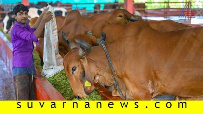 Livestock Fair Held During Siddeshwara Fair in Vijayapura Livestock Fair Held During Siddeshwara Fair in Vijayapura