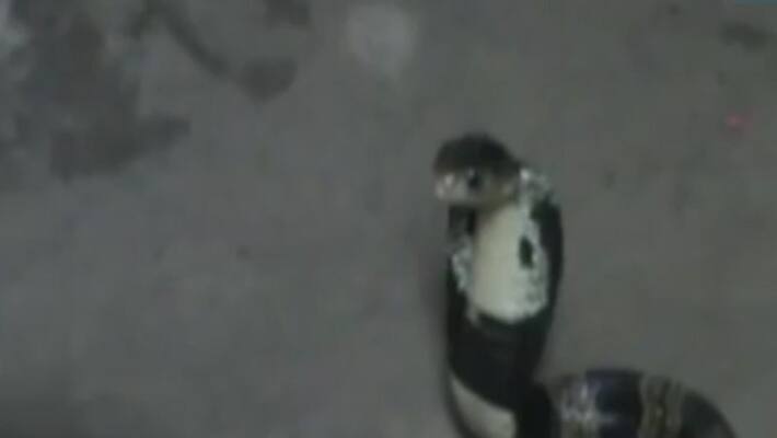 Snake died after being bitten in Jaunpur child also died Snake died after being bitten in Jaunpur child also died