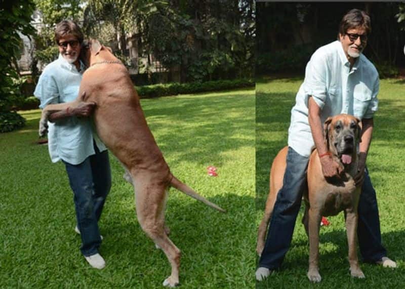 अमिताभ बच्चन के पास ग्रेट डेन नस्ल का कुत्ता है जिनका नाम उन्होंने शानूक रखा है। बिग बी अक्सर शानूक के साथ मस्ती करते हैं।