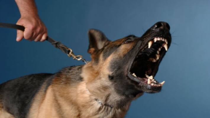 swiggy delivery boy who jumped off third floor tried save himself from dog dies in hospital swiggy delivery boy who jumped off third floor tried save himself from dog dies in hospital