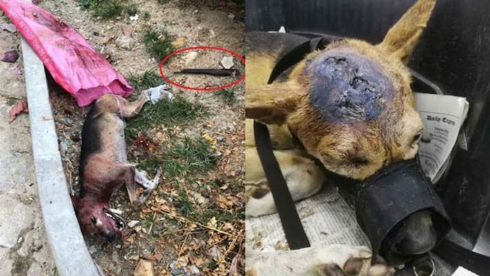 Dog beaten till death found in garbage pile left netizens heartbroken Dog beaten till death found in garbage pile left netizens heartbroken
