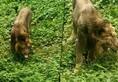 Viral Video: Lion eats grass in Gujarat's Gir forest; see what happens next