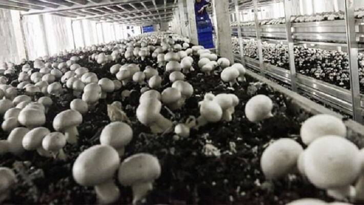 Mushroom Is Profitable business Mushroom Is Profitable business